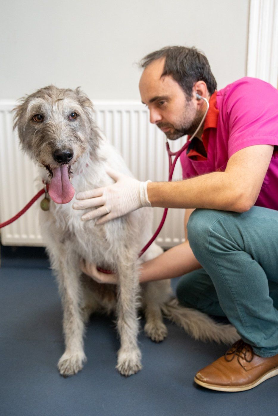 Vet looking at Dog