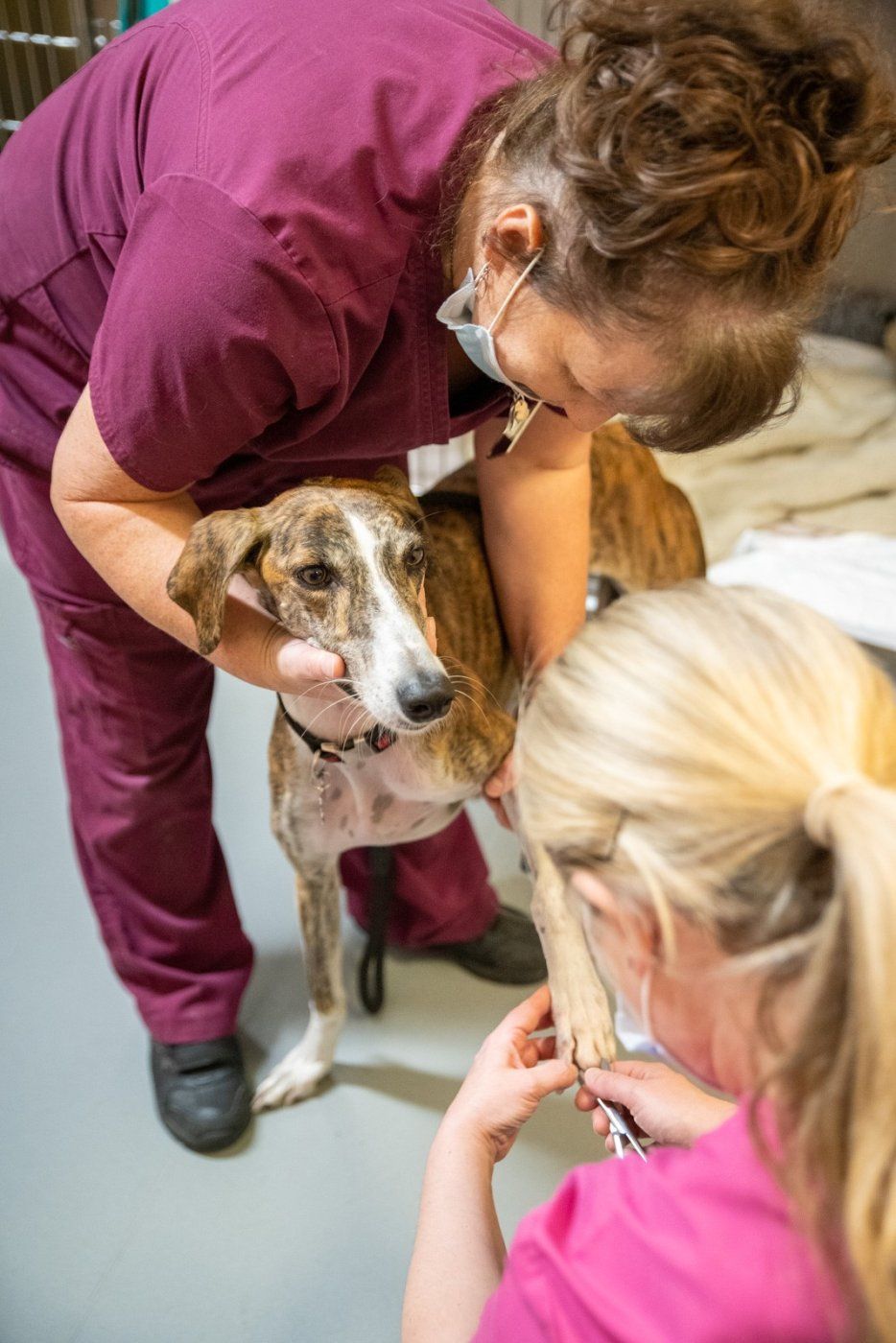 Dog being examined